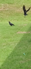 Corvus