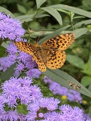 Boloria bellona
