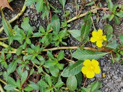 Ludwigia