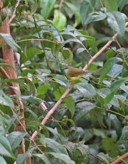 Abroscopus superciliaris