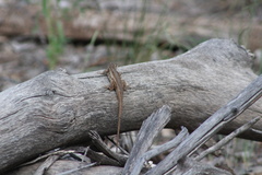 Sceloporus cowlesi