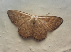 Scopula immorata
