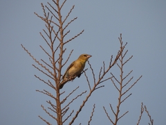 Ploceus velatus
