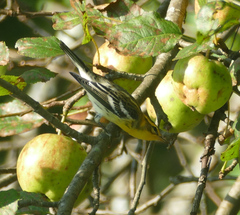 Setophaga fusca