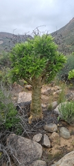 Tylecodon paniculatus