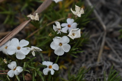 Phlox multiflora