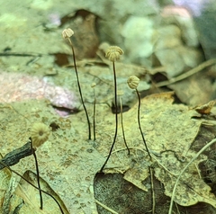 Marasmius capillaris