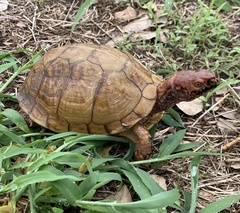 Terrapene carolina triunguis