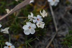 Phlox multiflora