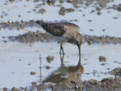 Calidris temminckii