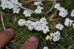 Phlox multiflora