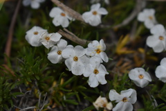 Phlox multiflora