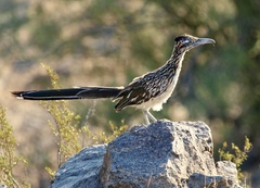 Geococcyx californianus