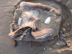 Ostreidae