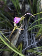 Disperis capensis capensis