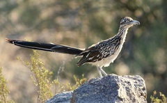 Geococcyx californianus