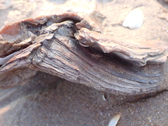 Ostreidae