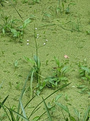 Alisma plantago-aquatica