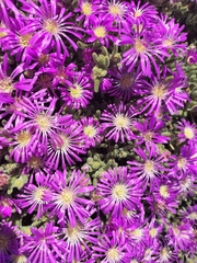 Drosanthemum