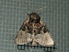 Meropleon ambifusca