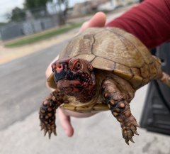 Terrapene carolina triunguis