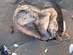 Ostreidae