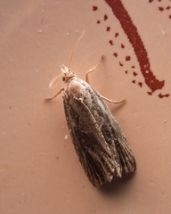 Endothenia quadrimaculana