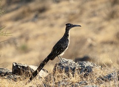 Geococcyx californianus