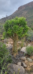 Tylecodon paniculatus