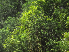 Euphorbia neriifolia