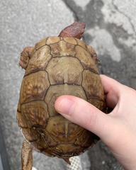 Terrapene carolina triunguis