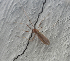 Chioneinae