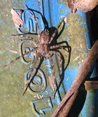 Lycosoidea