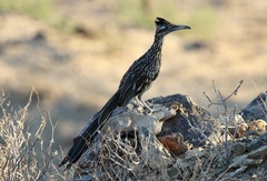 Geococcyx californianus