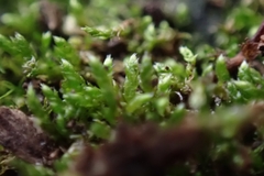 Bryum argenteum
