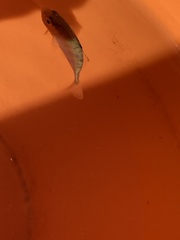 Actinopterygii