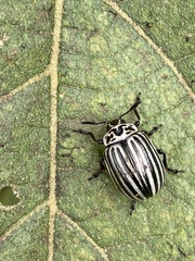 Leptinotarsa undecimlineata