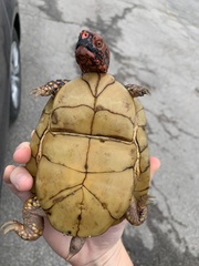 Terrapene carolina triunguis