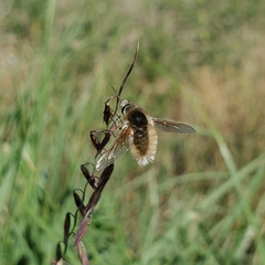 Bombyliini