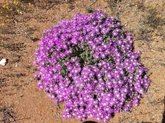 Drosanthemum