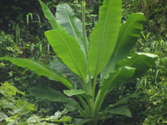 Ensete