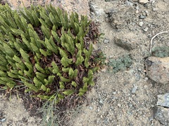 Polystichum lemmonii