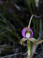 Disperis capensis capensis