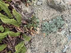 Polystichum lemmonii