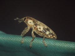 Hypolixus