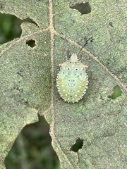 Arvelius albopunctatus