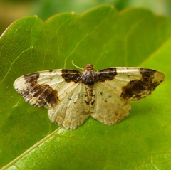 Ligdia adustata