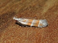 Battaristis vittella