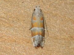 Battaristis vittella