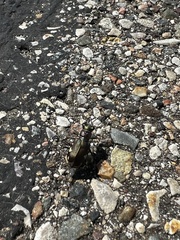 Cicindela scutellaris lecontei
